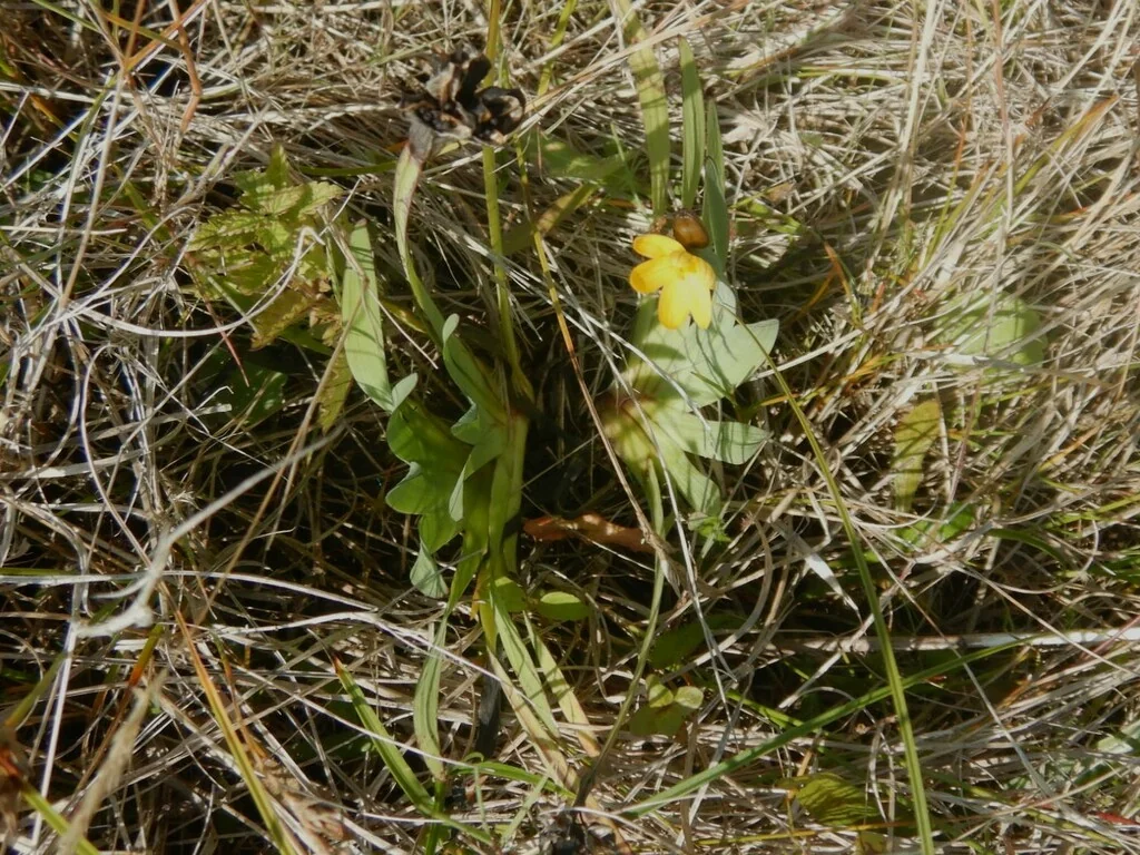 Sisyrinchium Californicum