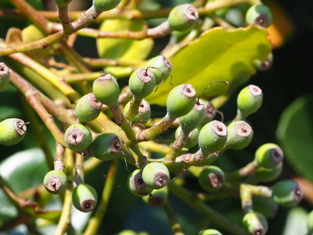 Rhaphiolepis Umbellata