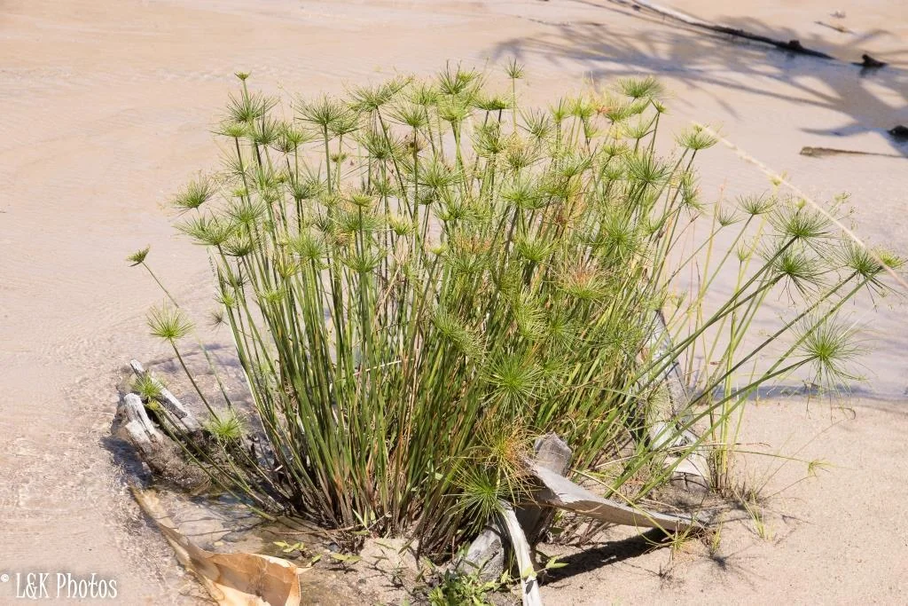 Cyperus prolifer
