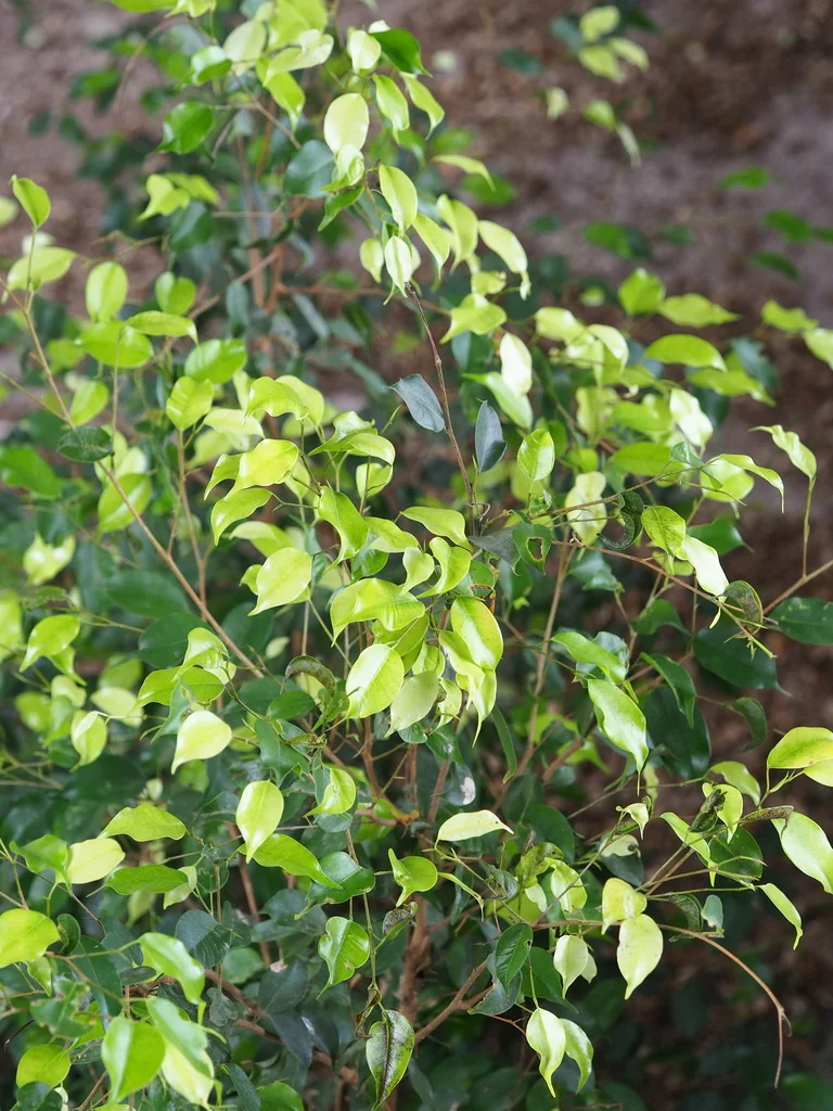 Ficus benjamina