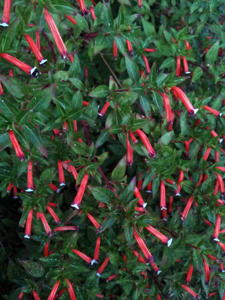 Cuphea ignea