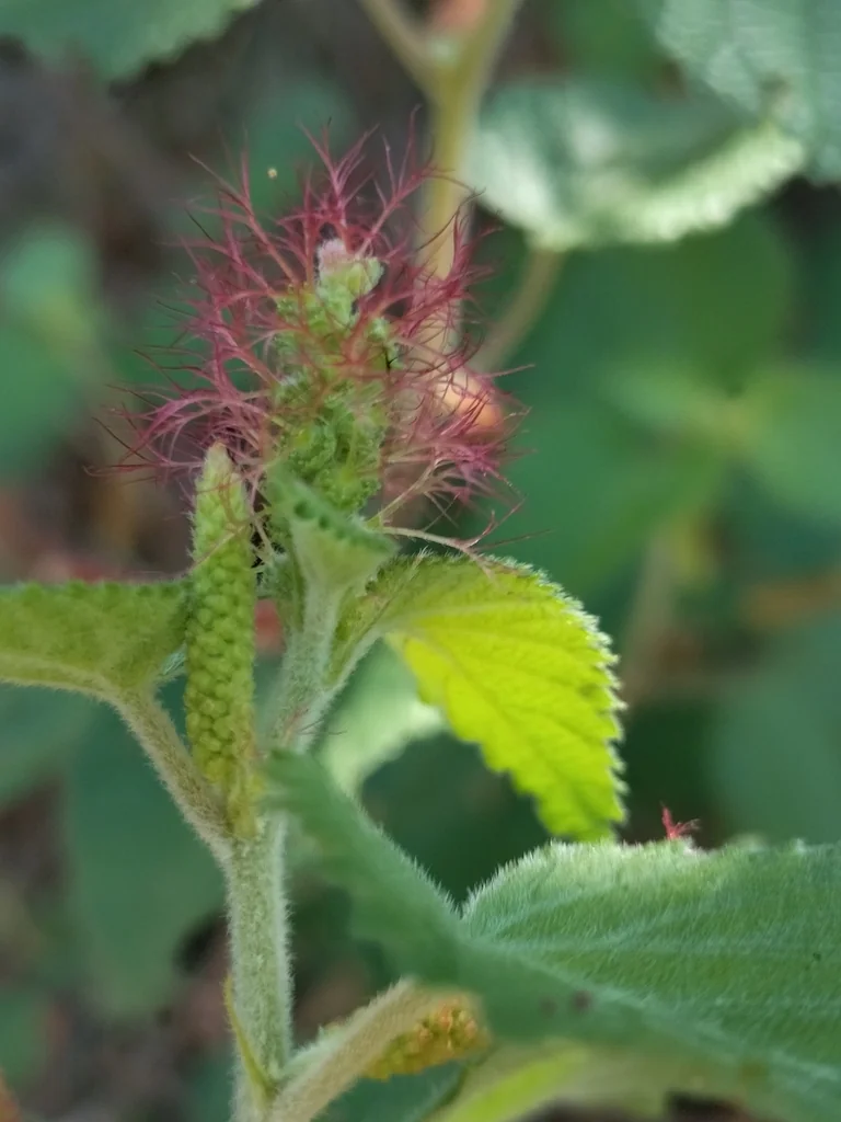 Acalypha Californica