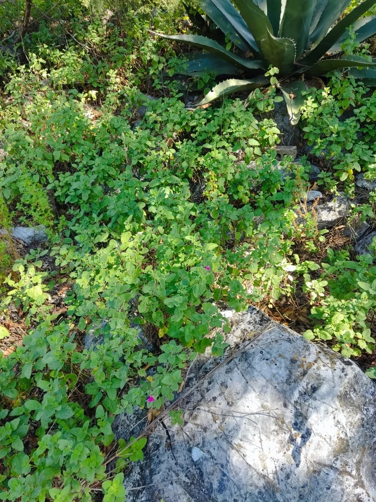 Salvia Microphylla
