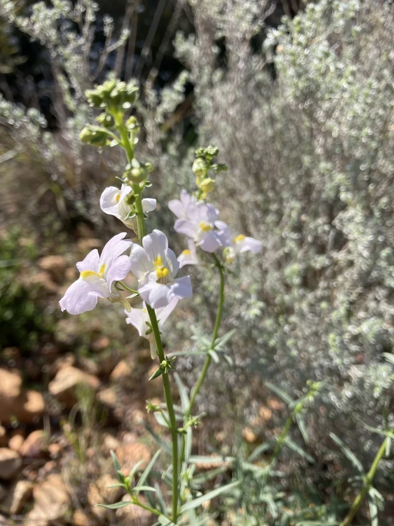 Nemesia fruticans