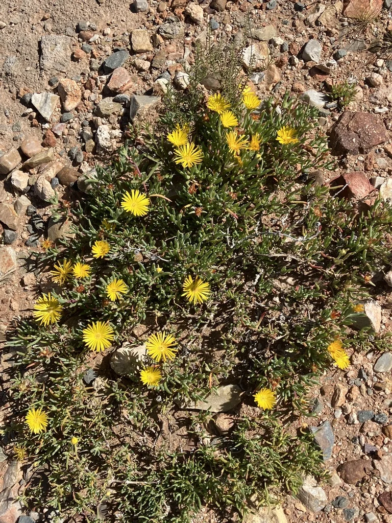 Malephora Lutea