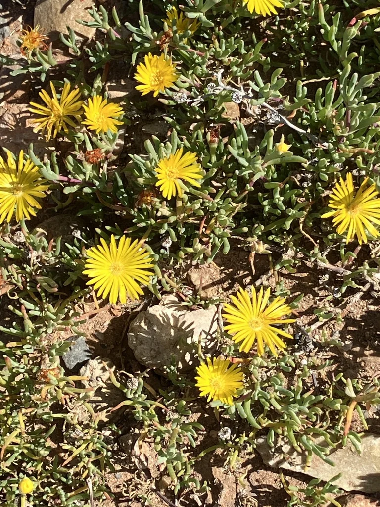 Malephora Lutea