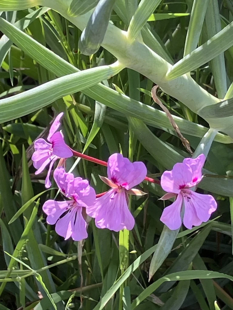 Pelargonium Peltatum