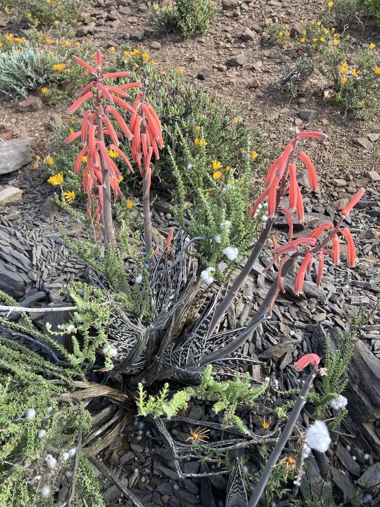 Aloe Variegata