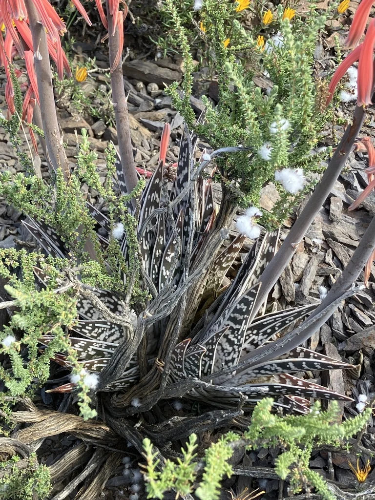 Aloe Variegata