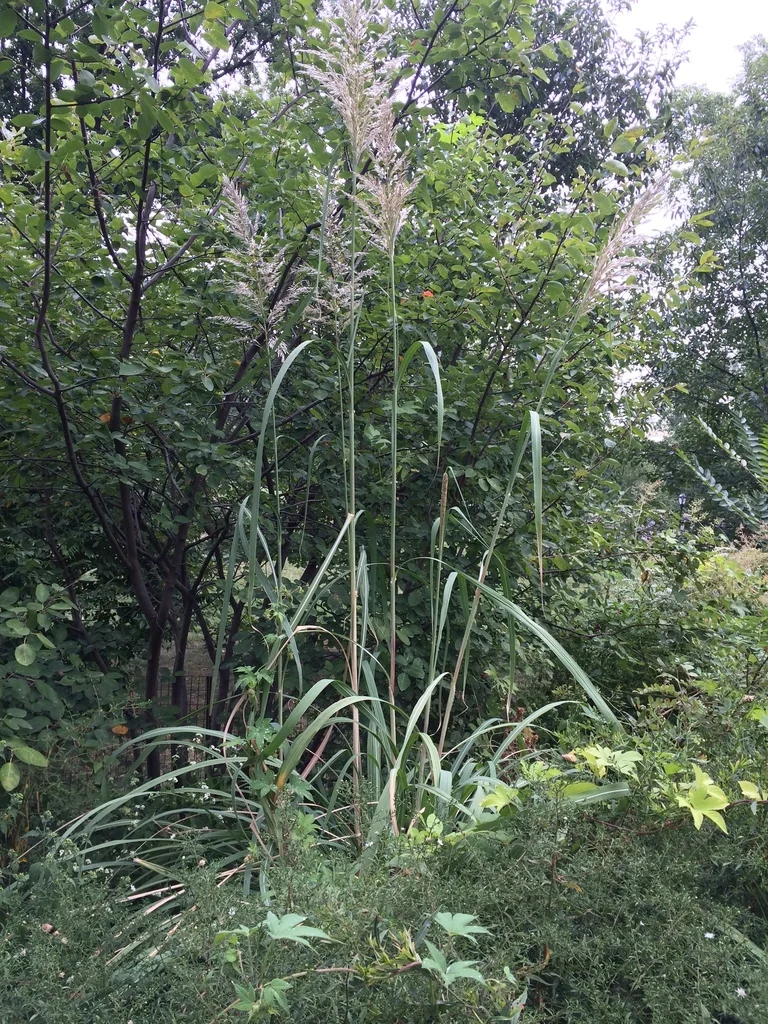 Erianthus Ravennae
