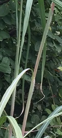 Erianthus Ravennae