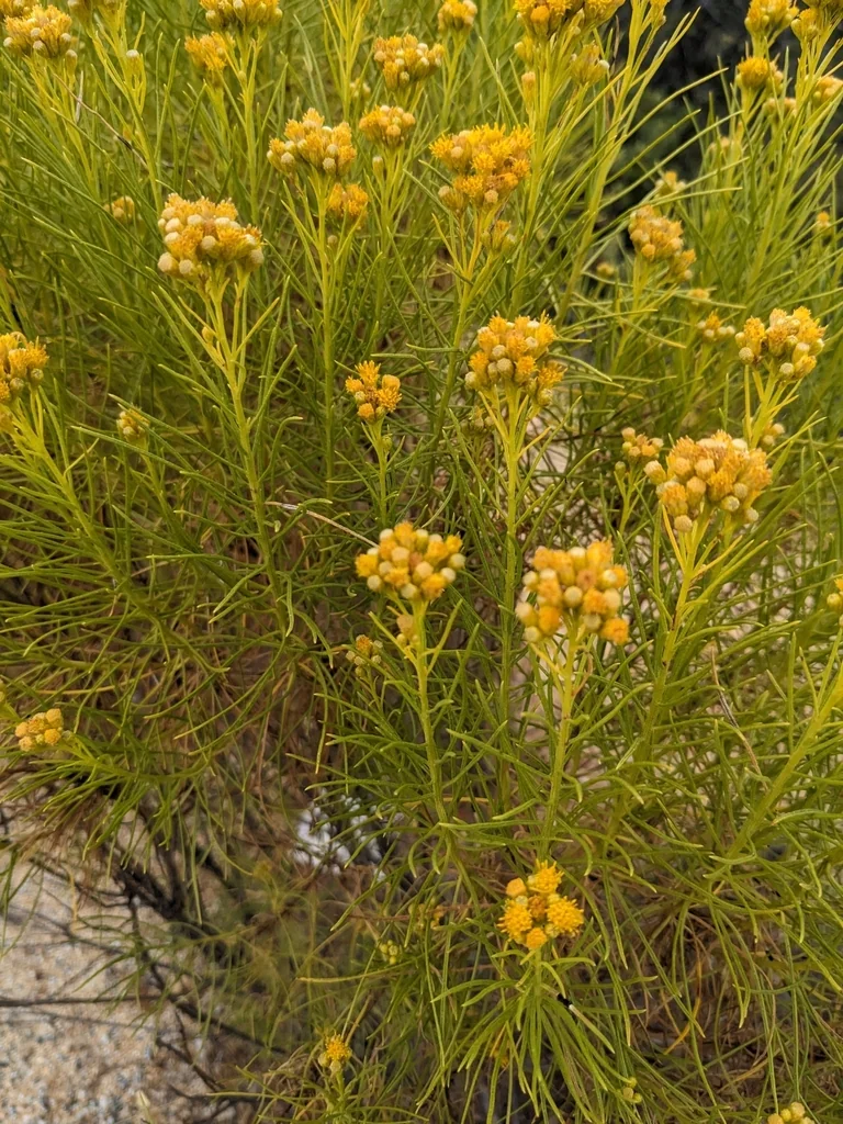 Ericameria Arborescens