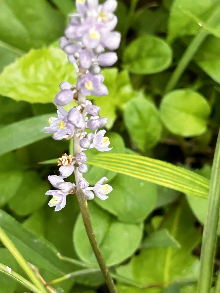 Liriope Spicata