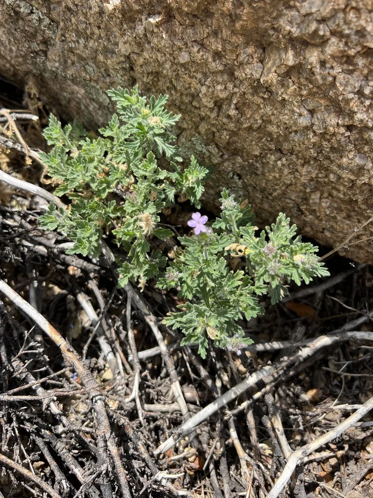 Verbena Gooddingii