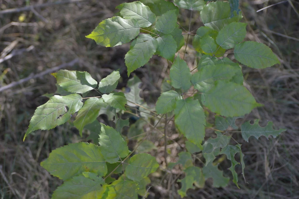 Tabebuia Impetiginosa