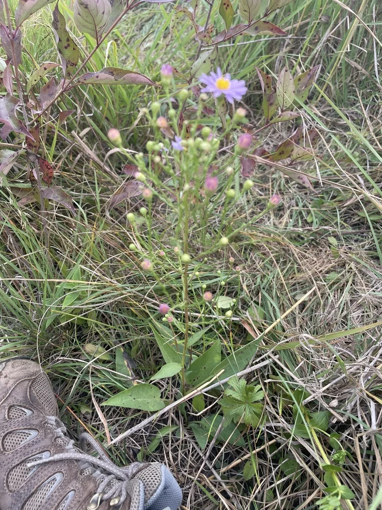 Symphyotrichum Oolentangiense