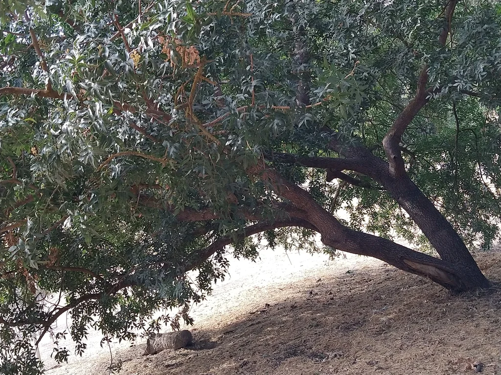 Pistacia Atlantica