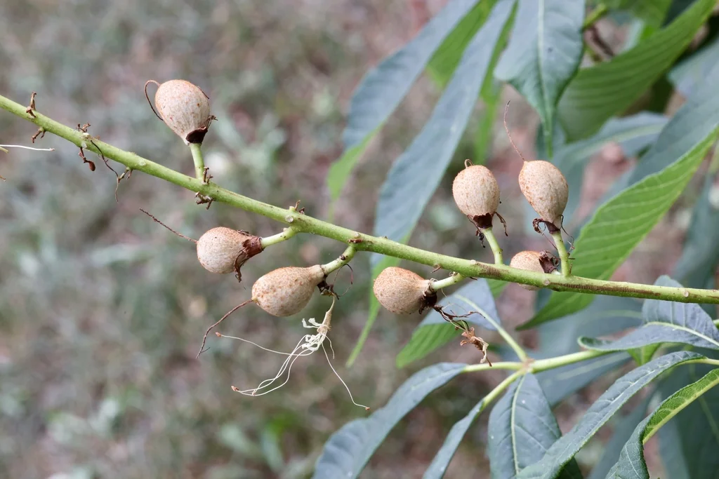 Aesculus Parviflora