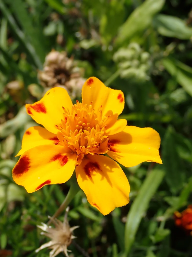 Tagetes Patula