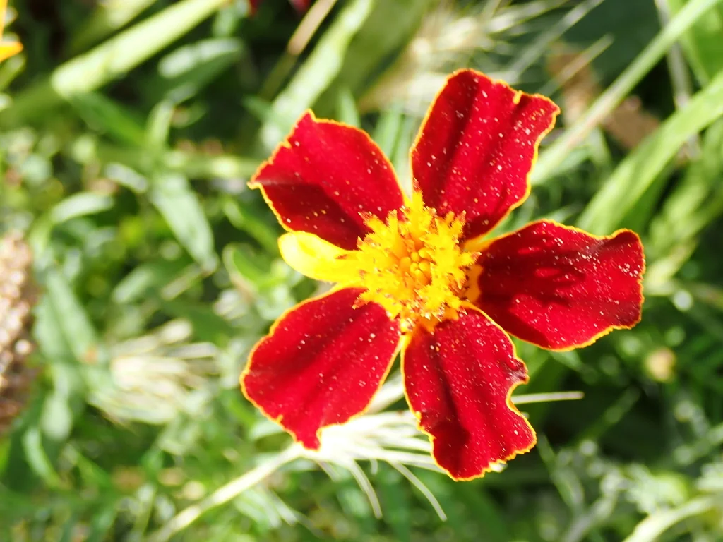 Tagetes Patula