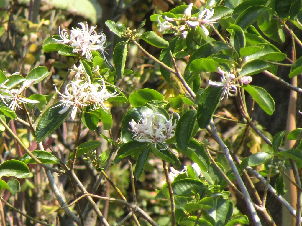 Calodendrum Capense