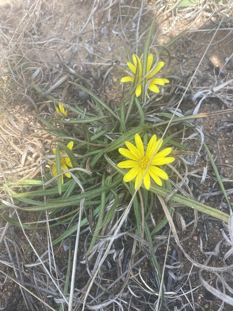 Gazania Krebsiana