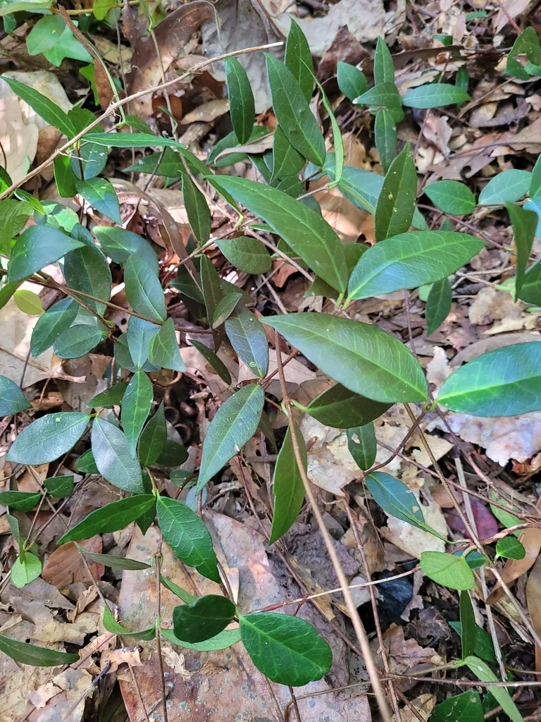 Trachelospermum Asiaticum