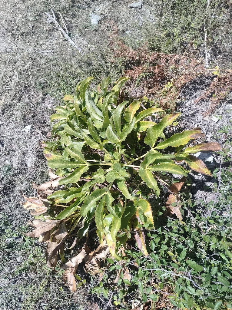 Helleborus Argutifolius