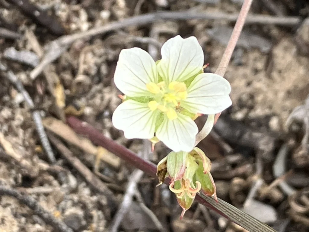 Geranium Incanum