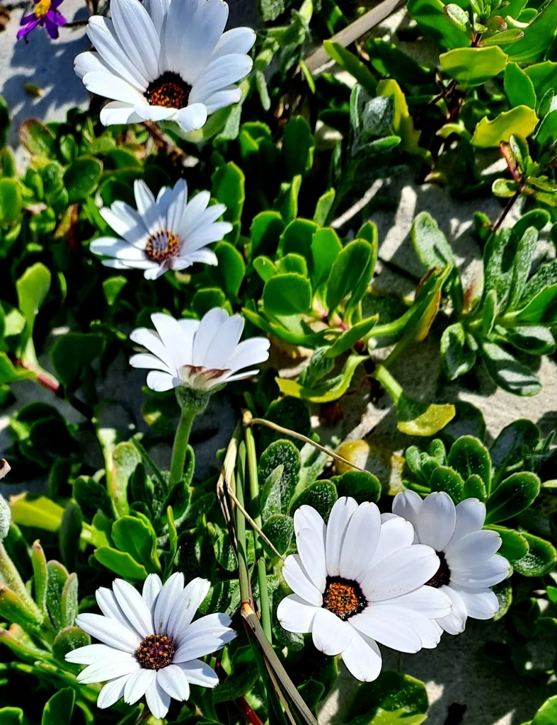 Osteospermum Fruticosum