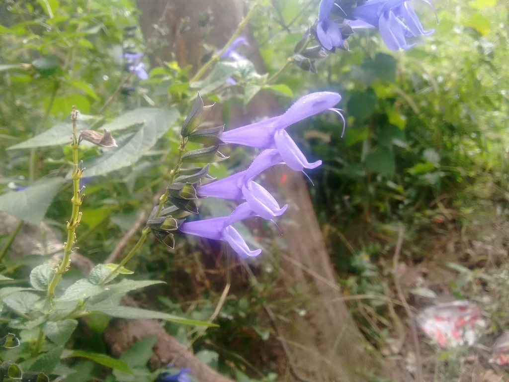 Salvia Guaranitica