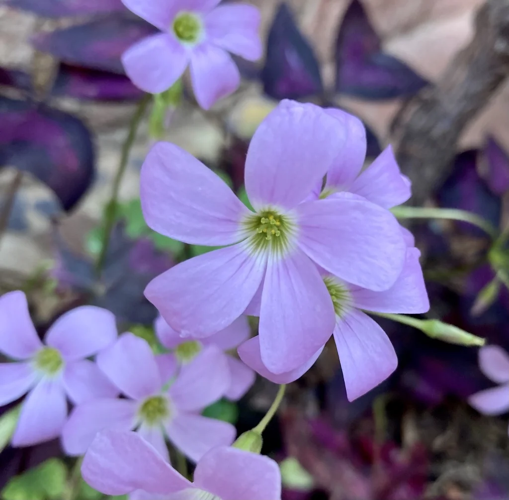 Oxalis Triangularis