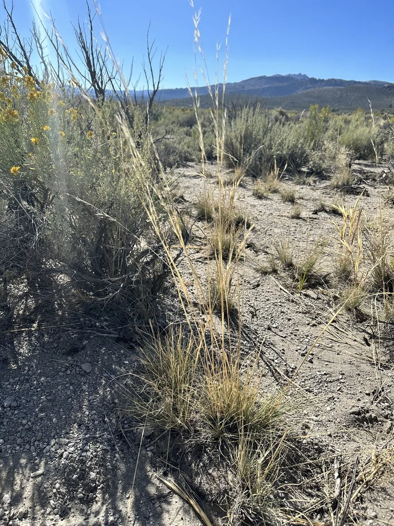Stipa speciosa