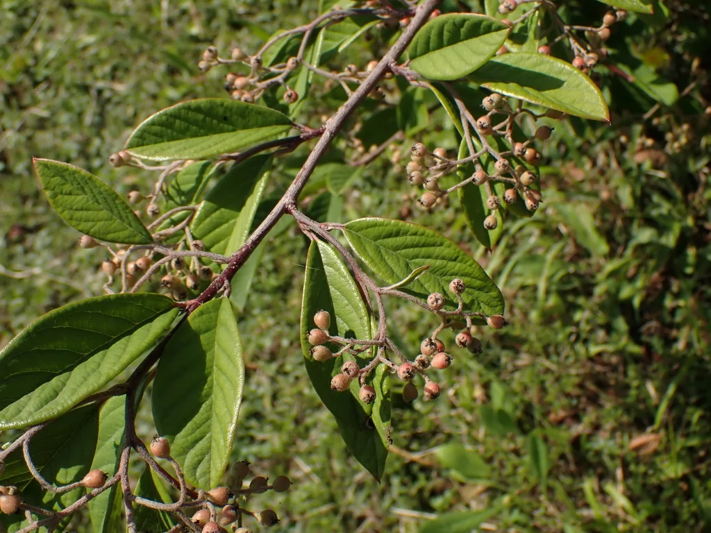 Cotoneaster Salicifolius