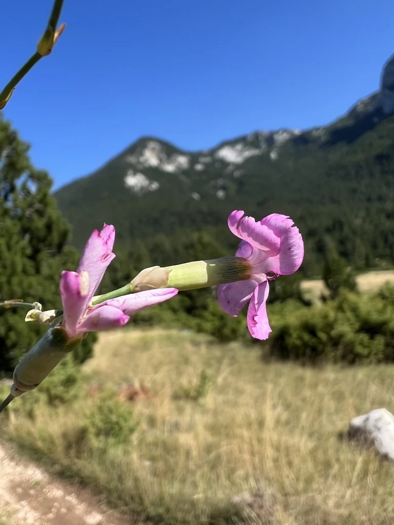 Dianthus Caryophyllus