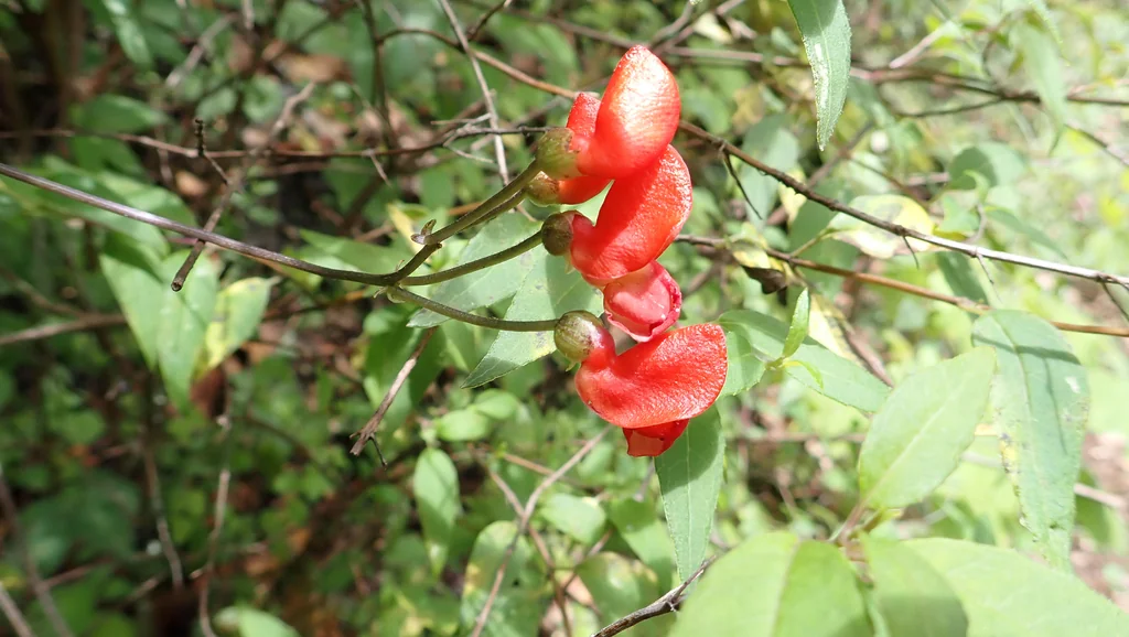 Phaseolus Coccineus