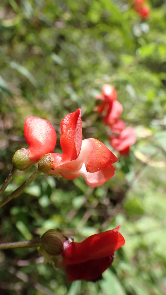 Phaseolus Coccineus