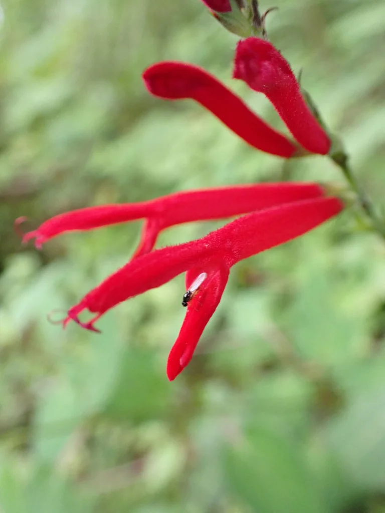 Salvia Elegans