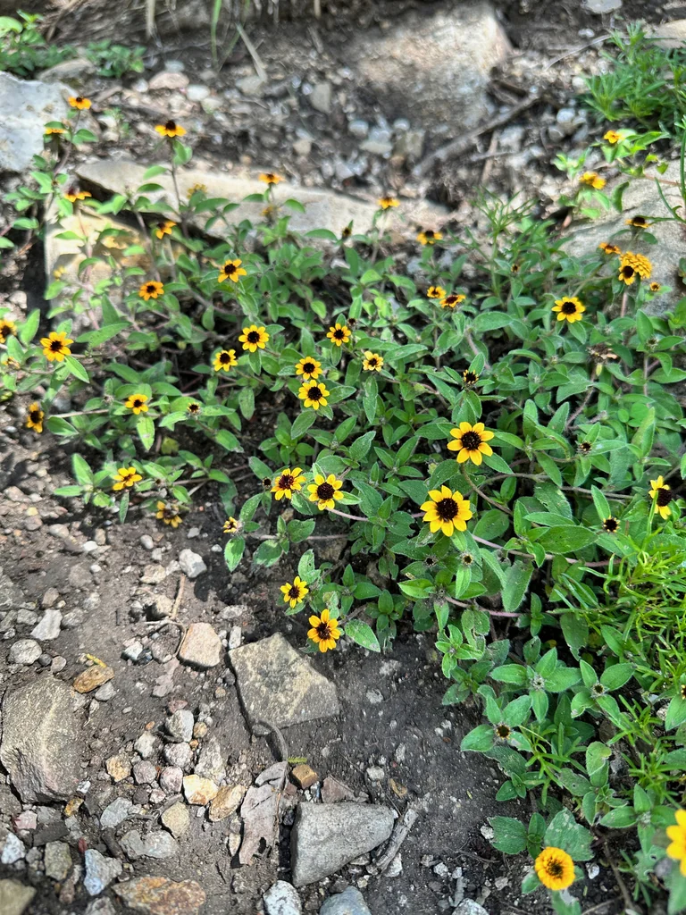 Sanvitalia procumbens