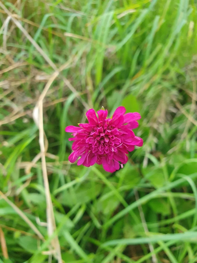 Knautia Macedonica