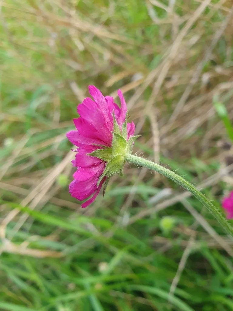 Knautia Macedonica