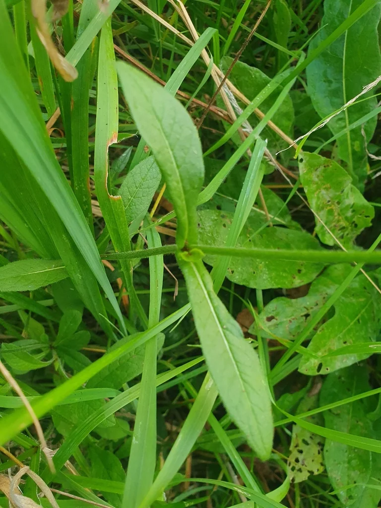 Knautia Macedonica