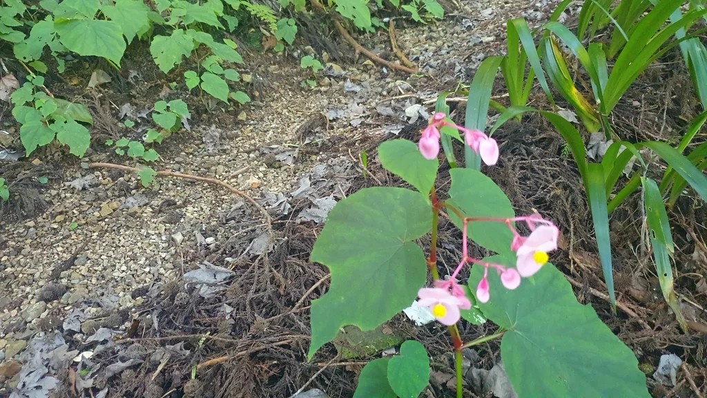 Begonia Grandis