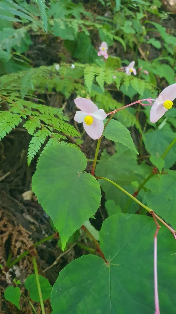 Begonia Grandis