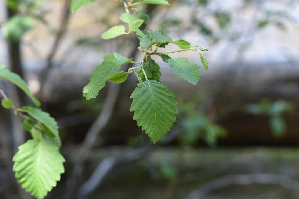 Alnus Incana Ssp. Tenuifolia