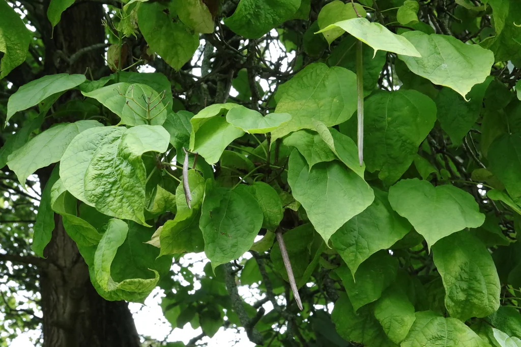 Catalpa Bignonioides
