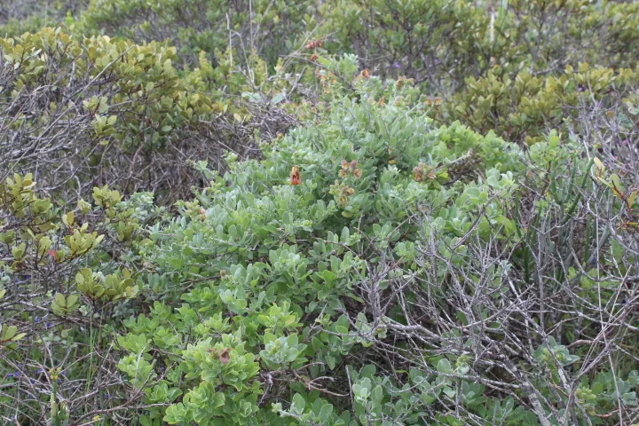 Salvia Africana-Lutea