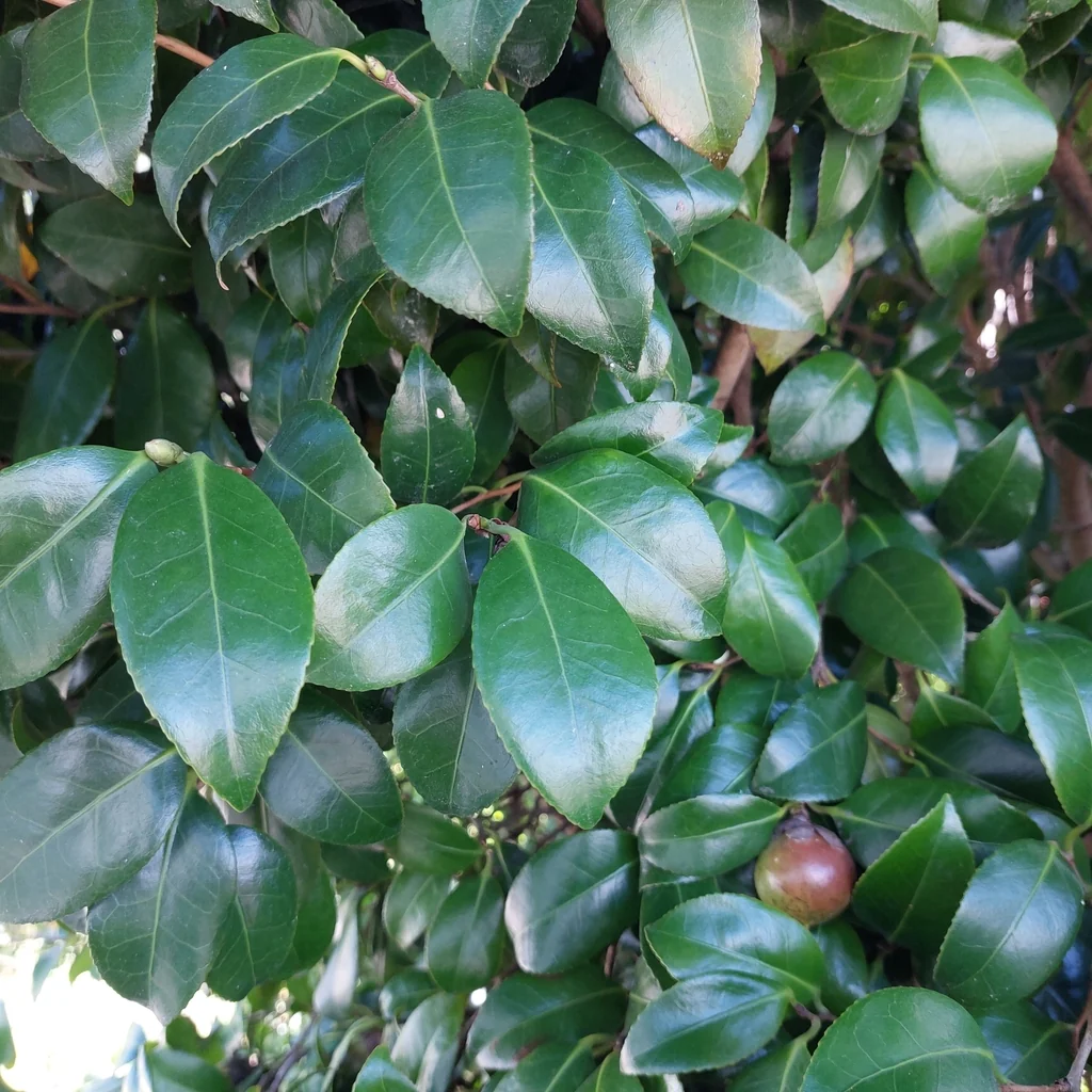 Camellia Japonica