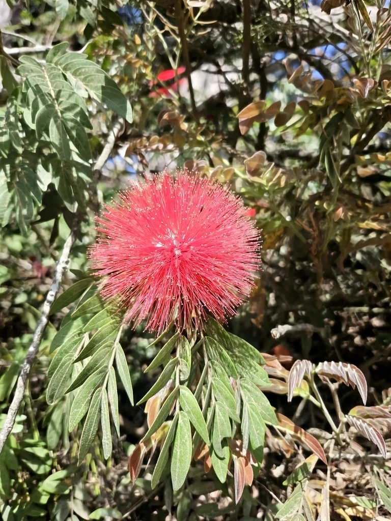 Calliandra Haematocephala