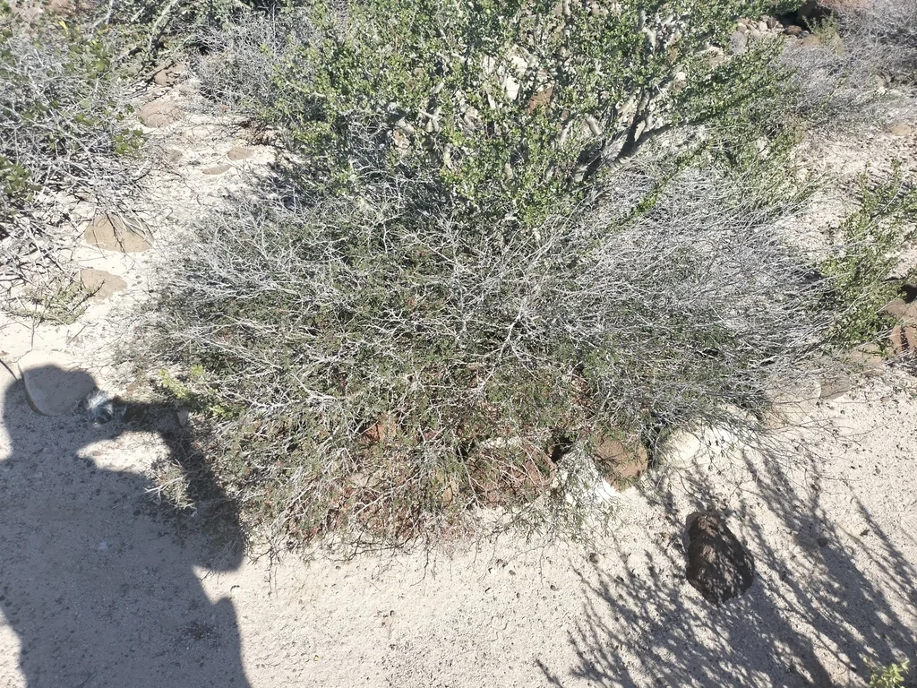 Calliandra Californica